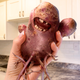 Image for article titled ‘I Can Still Cook This, Right,’ Asks Woman Holding Up Writhing, Screaming Potato With 8-Foot-Long Roots